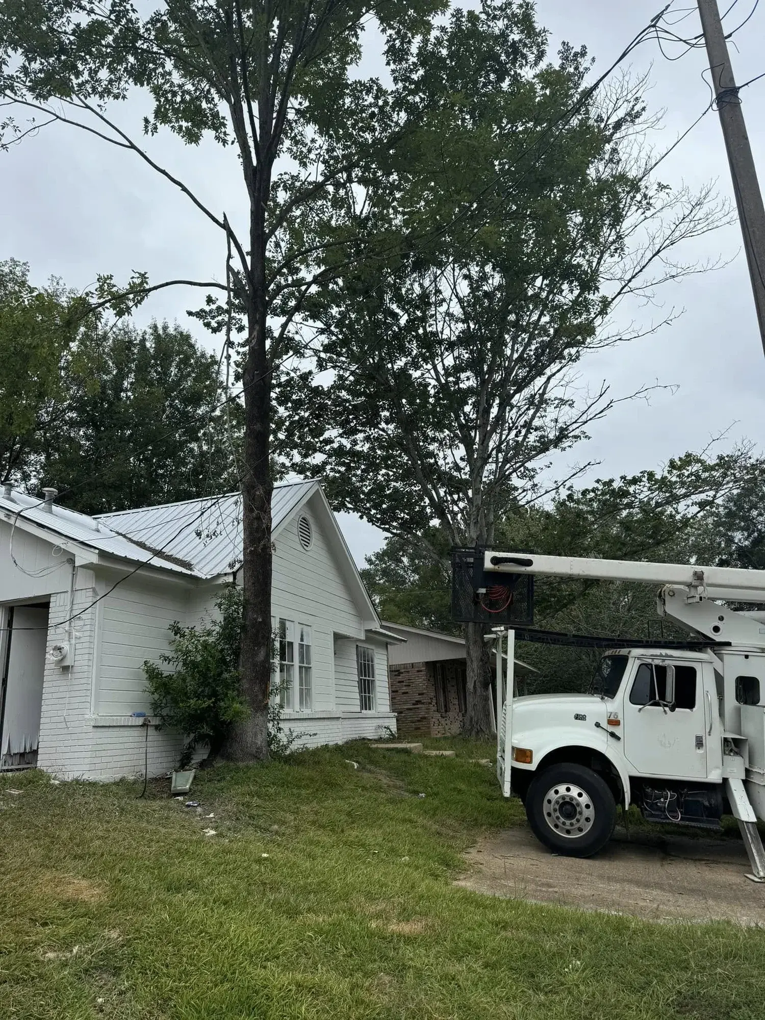 Healthy, Safe Trees and Clean Removals