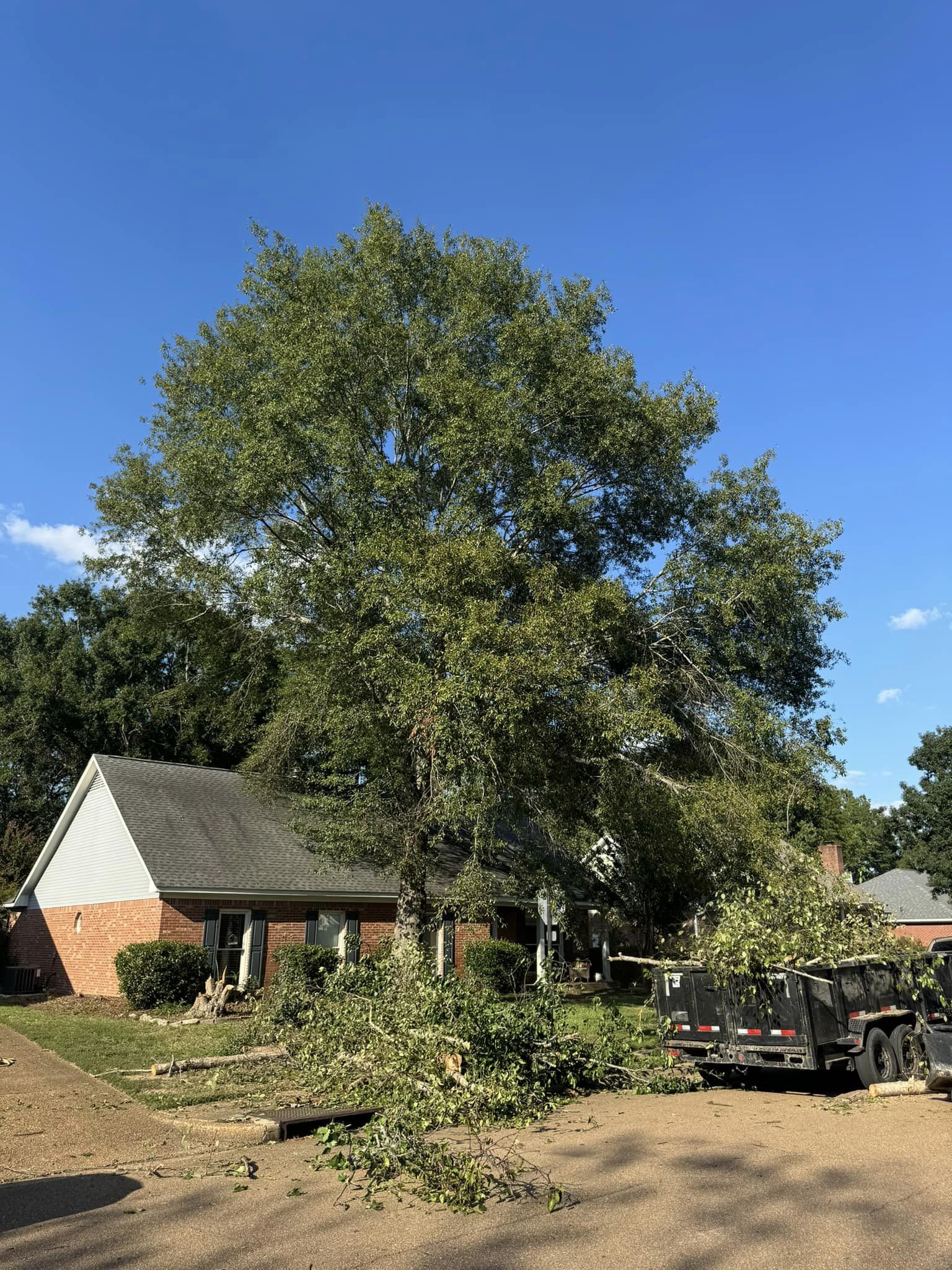 tree service madison ms