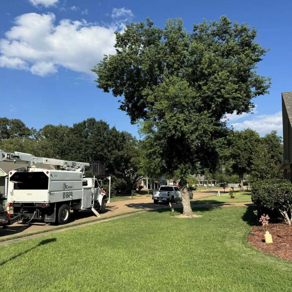 trees being trimmed